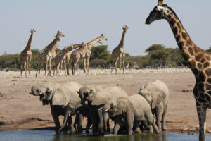 Safari en Namibie : Voyage au cœur de la faune