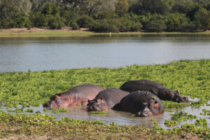 Voyage en Tanzanie : exploration des joyaux méconnus du pays