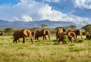Circuit voyage Afrique du Sud : guide complet pour une aventure inoubliable